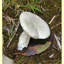 Image result for Clitopilus prunulus