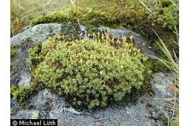 Image result for Pogonospermum