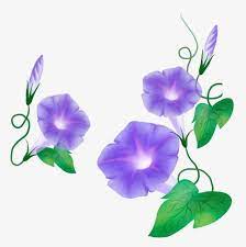 Blue Morning Glory Morning Clipart Flowers Flower Png Blue Morning Glory Morning Glory Flowers Flowers