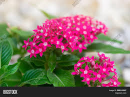 Stay tuned for updates regarding the judging and announcement of winners. Pentas Lanceolata Image Photo Free Trial Bigstock