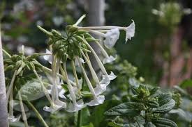 They are best placed towards the middle of the flower garden. Buy Tobacco Plant Nicotiana Sylvestris Delivery By Waitrose Garden