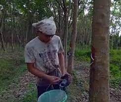 Are We Facing A Rubber Apocalypse