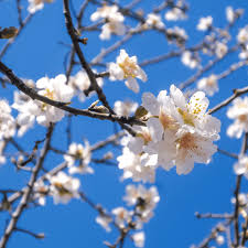 Éveil sensoriel : Explorer la nature à travers la sophrologie au printemps  - Sophrologie Ensemble