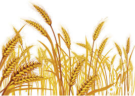 picture Wheat Png Transparent