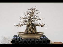 Fertilizing a sick tree may cause it to die. Rescue A Dying Bonsai Tree Youtube