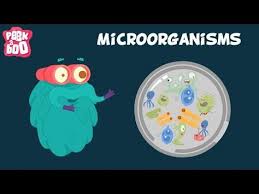 Microorganisms The Dr Binocs Show Learn Series For Kids Youtube Microorganisms Science For Kids Educational Videos