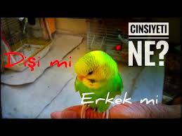 Muhabbet Kusu Cinsiyet Ve Yas Belirleme Nasil Yapilir Youtube