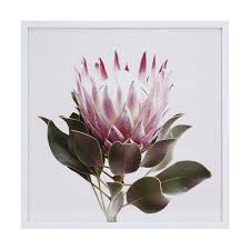 Protea Flower Framed Print Kmart Flower Frame Flower Wall Art Protea Flower