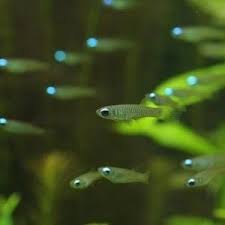 Norman S Lampeye Killifish Scientific Name Aplocheilichthys Normani Wild Origin Africa Maximum Size 3cm 4cm Aquarium Fish Cool Fish Freshwater Aquarium