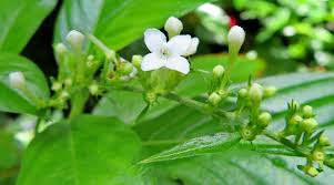 Image result for Citharexylum