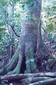 Image result for Hymenaea courbaril