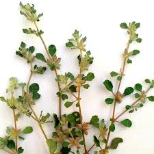 Image result for Glinus lotoides