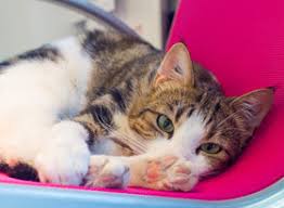 Milpro beinhaltet die wirkstoffe milbemycine und praziquantel, die gegen bandwürmer, spulwürmer, hakenwürmer, peitschenwürmer und herzwürmer wirken. Fach Und Gebrauchsinformationen