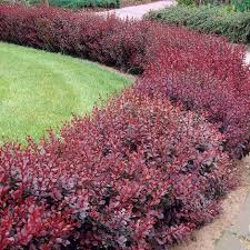 Image result for Berberis thunbergii