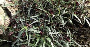 Dragon S Tongue Plant Care Tips Growing The Hemigraphis Repanda Plants Plant Care All About Plants