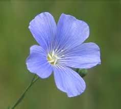 Image result for Linum usitatissimum