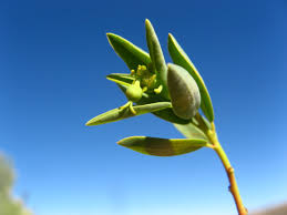 Image result for Euphorbia guerichiana