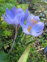 Image result for Crocus speciosus