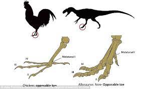 Scientists Grow Chickens With Feet Like Dinosaurs Animal Outline Modern Birds Prehistoric Creatures