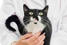 Kedi Kisirlastirma Ucretleri Guncel Fiyatlar 2020
