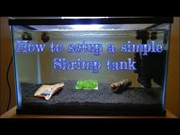 How To Setup A Simple Shrimp Tank Shrimp Tank Shrimp Pet Shrimp
