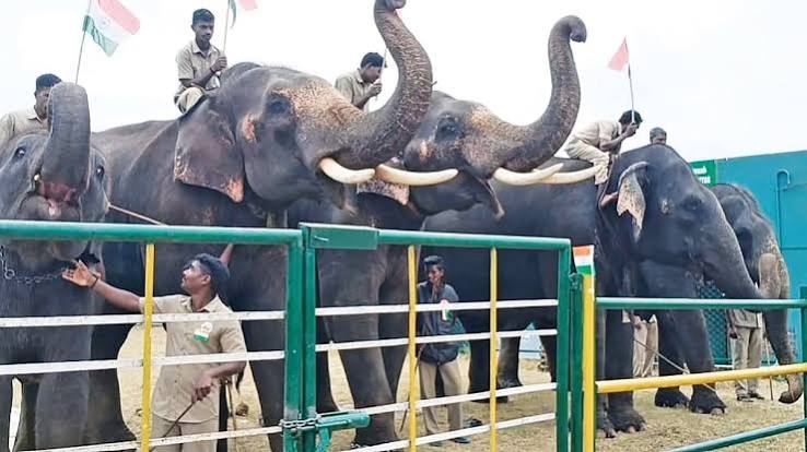 Republic day celebrations: Captive elephants in MTR salute Tricolour