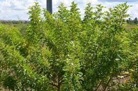 Image result for Triraphis schinzii