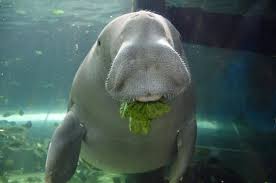 Dugong defined and explained with descriptions. Saudi Arabia Signs Pact To Protect Dugong Arab News