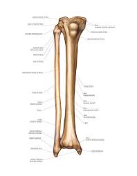 The bones of the leg are the femur, tibia, fibula and patella. Diagram Upper Leg Bones Diagram Full Version Hd Quality Bones Diagram Clubdeldiagrama Virtual Edge It