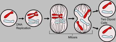 There are a few processes that animals can use to generate atp, but the main both plant and animal cells generally undergo mitosis and meiosis in similar ways. Mitosis When A Cell Divides In Two