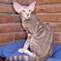 Oriental Kittens for Sale - Adoptapet