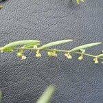 Image result for Phyllanthus pentandrus