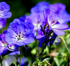 Image result for Geranium `Purple Haze`