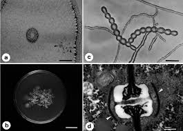 Image result for Polystachya epiphytica