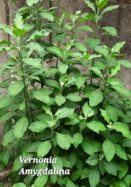 Image result for Vernonia amygdalina