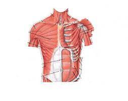 The muscles of this region both allow for this range of motion and contract to stabilize this region and prevent any in addition to moving the arm and pectoral girdle, muscles of the chest and upper back work together contraction of the diaphragm causes it to descend towards the abdomen, increasing. Muscles Of The Chest And Abdomen Labeling