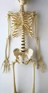 Rib cage anatomy and its implications in back pain. Lower Half Of Human Skeleton Jaw Spinal Column Rib Cage 9596603