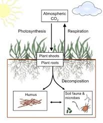 Carbon Balance Within The Soil Brown Box Is Controlled By Carbon Inputs From Photosynthes Carbon Sequestration Environmental Science Lessons Learning Science