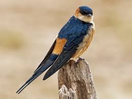 Image result for Crepidorhopalon flavus