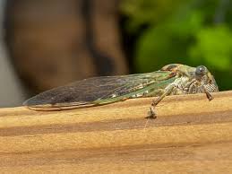 Image result for Gnidia inconspicua