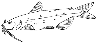 Mekong Giant Catfish Coloring Pages Best Place To Color Coloring Pages Coloring Pictures Catfish