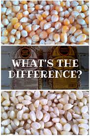 What Is The Difference Between Yellow And White Popcorn Eat Like No One Else White Popcorn Popcorn Best Popcorn