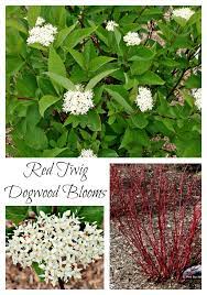 Surprise Our Red Twig Dogwoods Are Blooming Twig Dogwood Red Twig Dogwood Dogwood Blooms