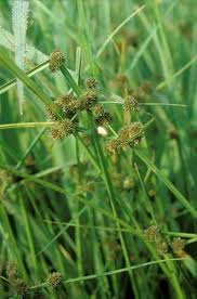Image result for Cyperus dubius