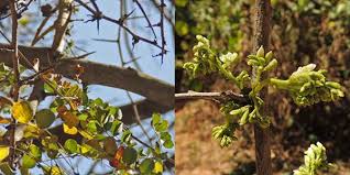 Image result for Dalbergia melanoxylon