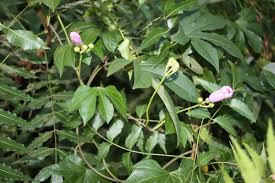 Image result for Ipomoea mauritiana