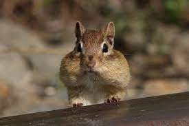 Chipmunk picture gallery for wildlife identification. Chipmunks Are Dangerously Cute
