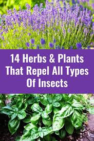 The bulbs of a daffodil contain a toxin that is repelling to most insects, and mice, voles, and squirrels. 14 Herbs Plants That Repel All Types Of Insects Planting Herbs Herbs Plants