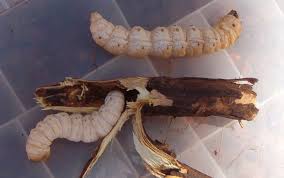 Particularly it applies to the larva of the cossid moth endoxyla leucomochla, which feeds on the roots of the witchetty bush (named for the grubs) that is found in. Witchetty Grub Information Do Witchetty Grubs Harm Plants In The Garden