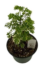 Image result for Polyscias